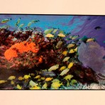 Underwater Scene