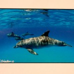 Dolphin Family