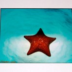 Starfish