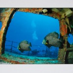 Shipwreck Fish