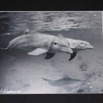 Dolphin Friends