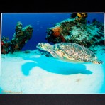 Sea Turtle