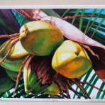 Coconuts