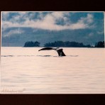Whale Tail