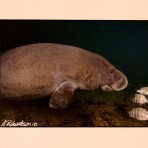 Manatee