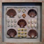 Five Scallops