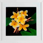 Yellow Flowers