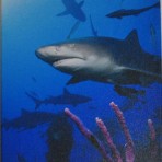 Lemon Shark Flight