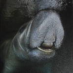 Manatee Smile