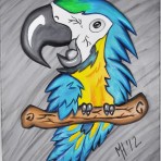 Blue Wing Maca